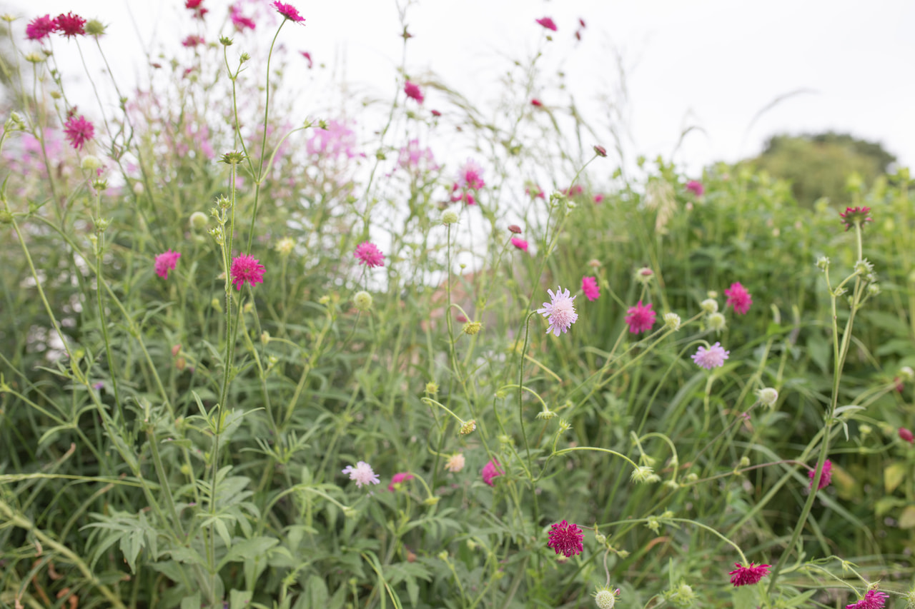 Beemdkroon Watercolours, Loukykvět