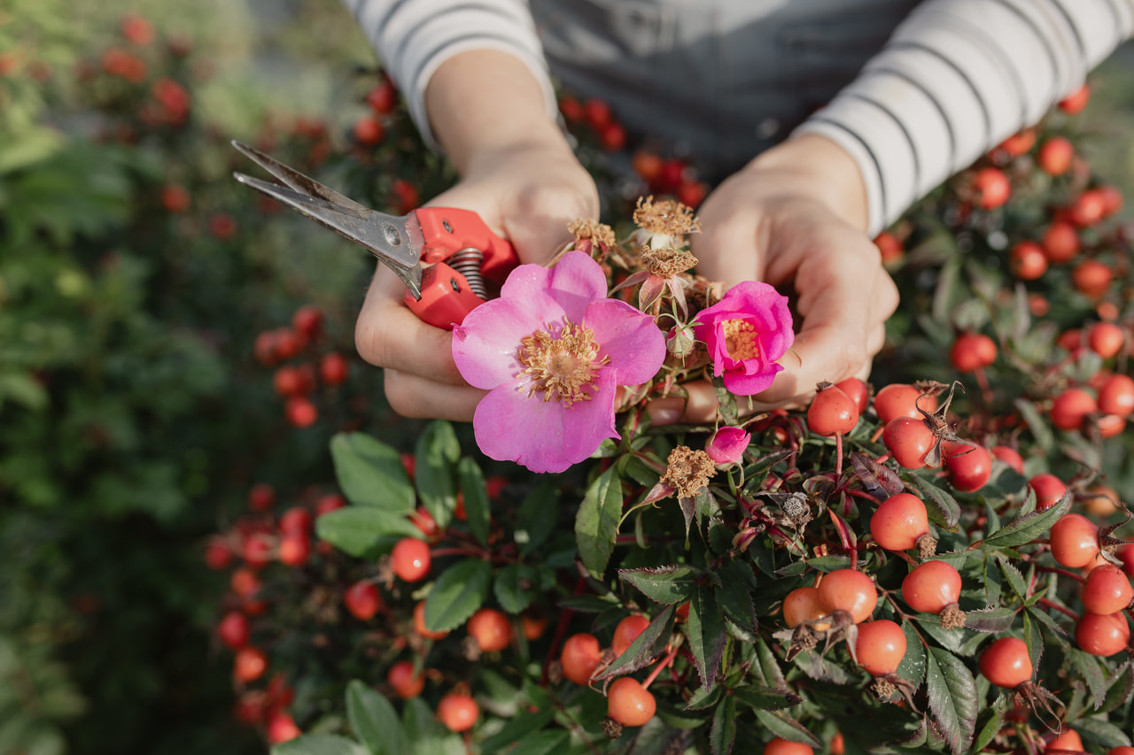Rosa Magical Delight (Kolmade), Loukykvět