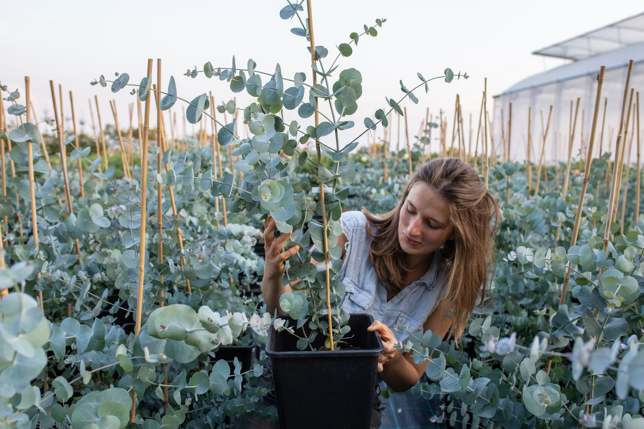 Eucalipto Silver Dollar, Loukykvět