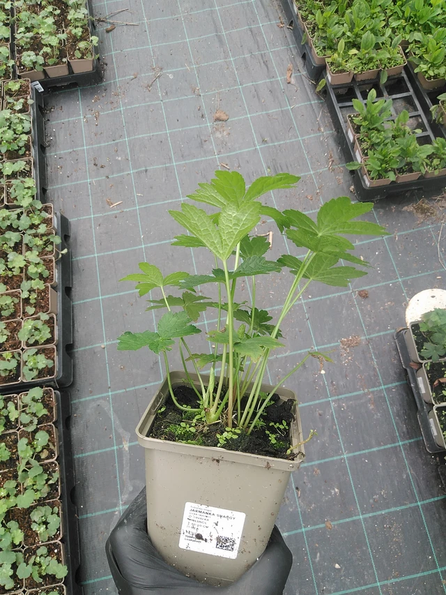 Tähtiputki Shaggy - 31. 7. 2025