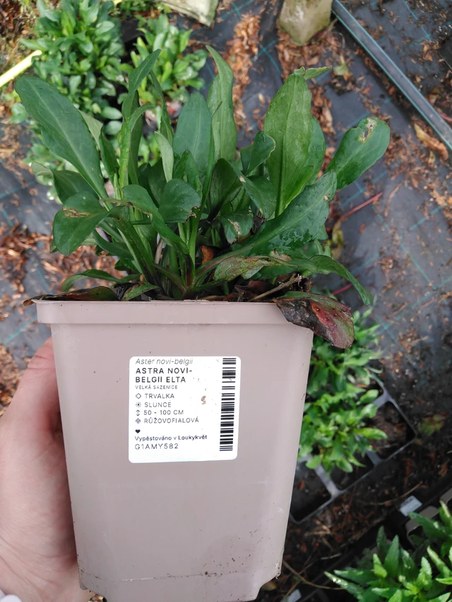 Syysasteri Elta - 2024