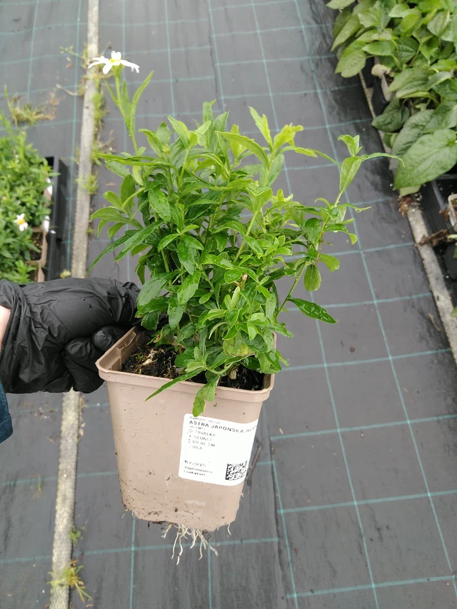 Tiukuasteri Alba - 10. 9. 2025