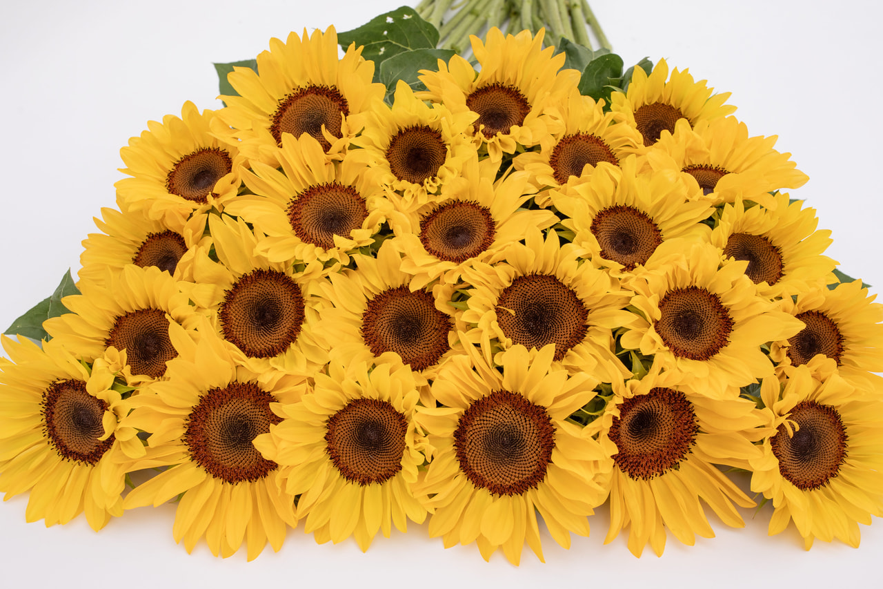 Zonnebloem ProCut Peach, Loukykvět