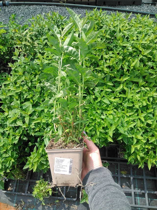 Leimu Franz Schubert - 9. 6. 2025