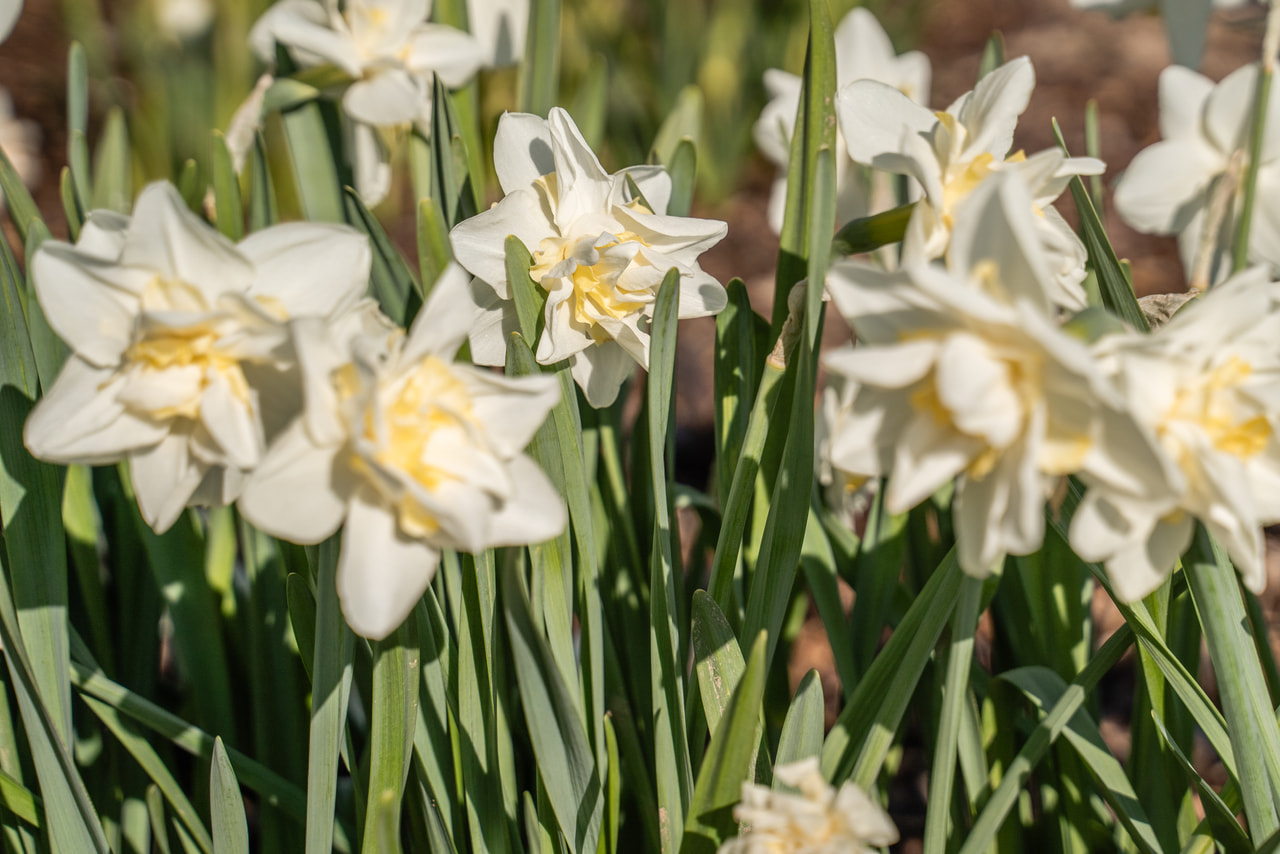 Narsissi Pink Champagne, Loukykvět