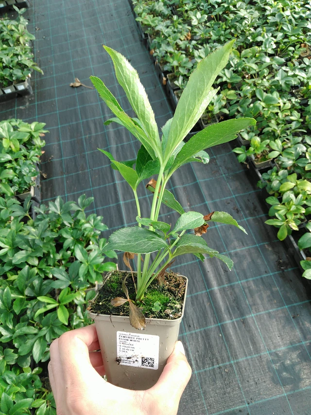 Jouluruusu Pretty Ellen White - 28. 7. 2025