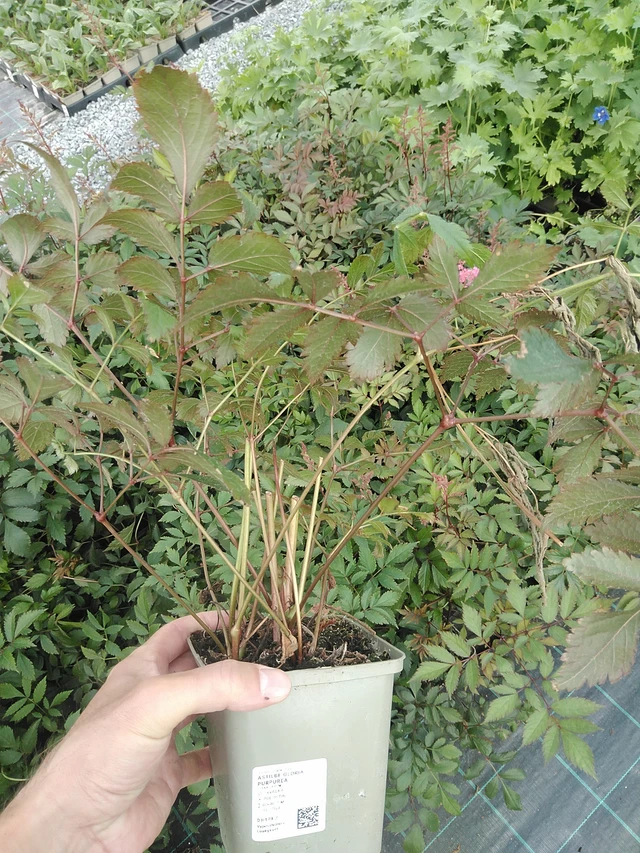 Jaloangervo Gloria Purpurea - 24. 6. 2025