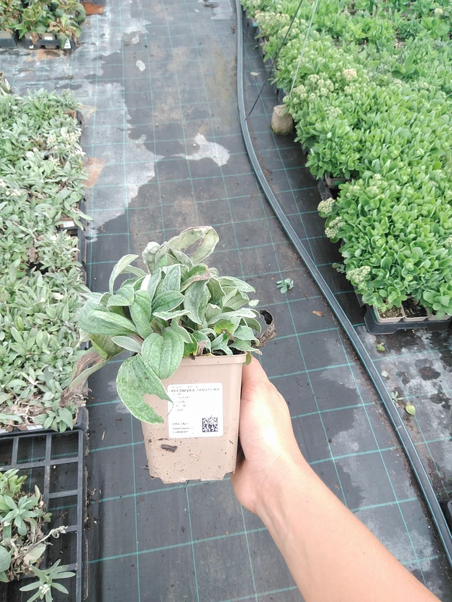 Anaphalis triplinervis - 10. 9. 2025