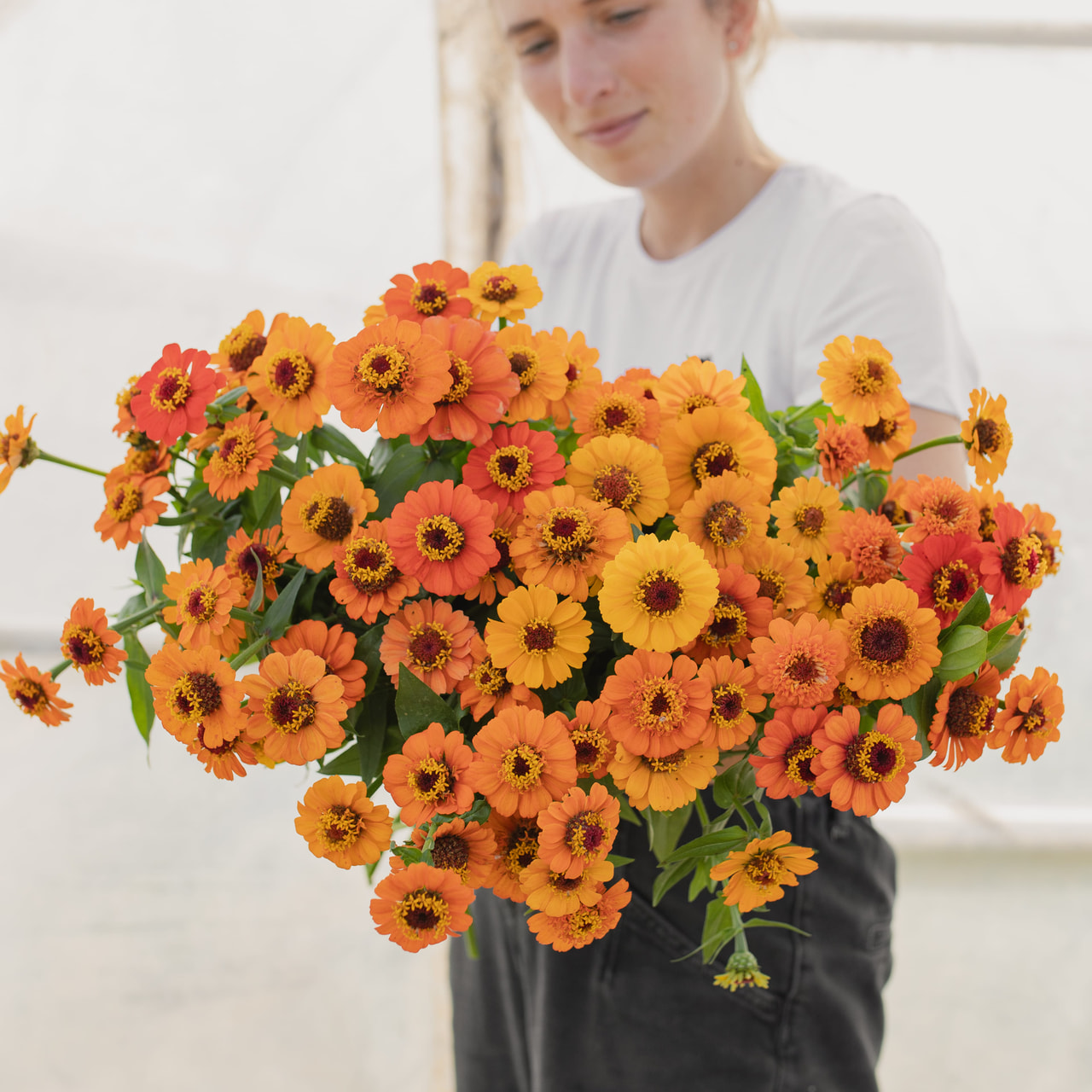 Pruudisõlg Zinderella Orange, Loukykvět