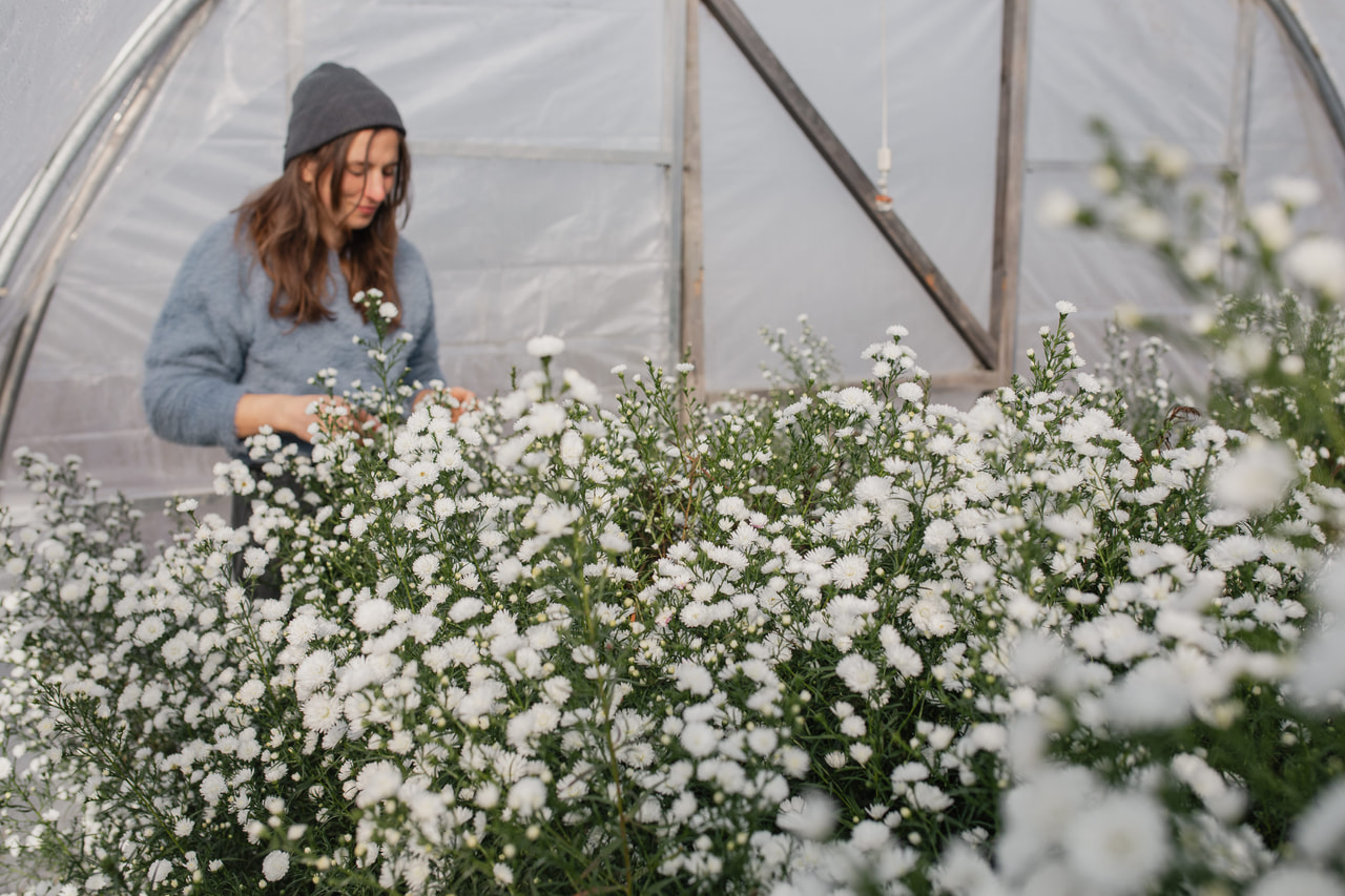 Asteri Cassy, Loukykvět