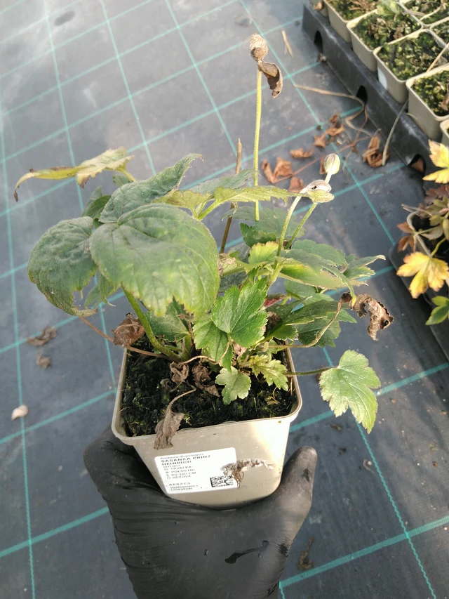 Syysvuokko Prinz Heinrich - 31. 10. 2025