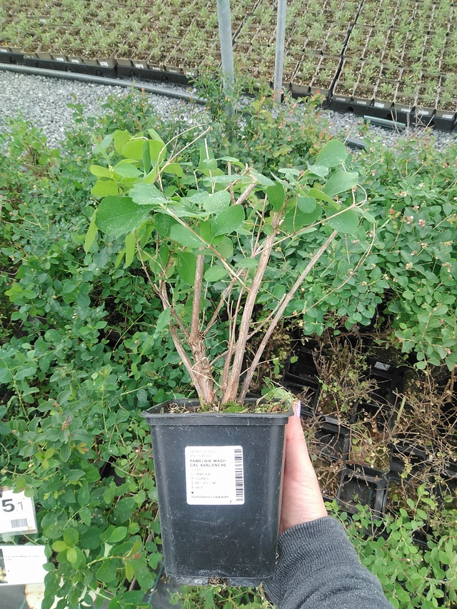 Symphoricarpos Magical Avalanche - 9. 6. 2025