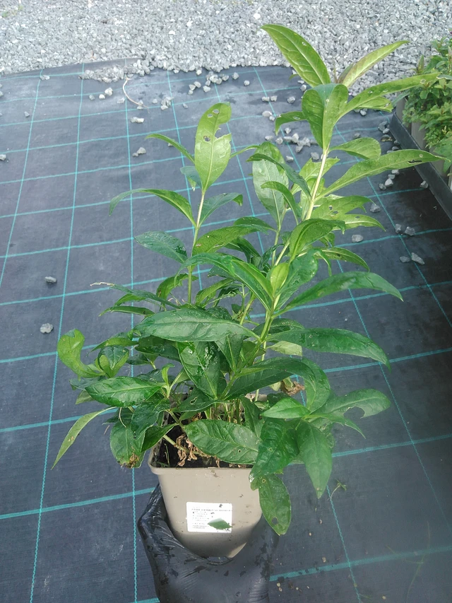 Leimu Franz Schubert - 13. 10. 2025