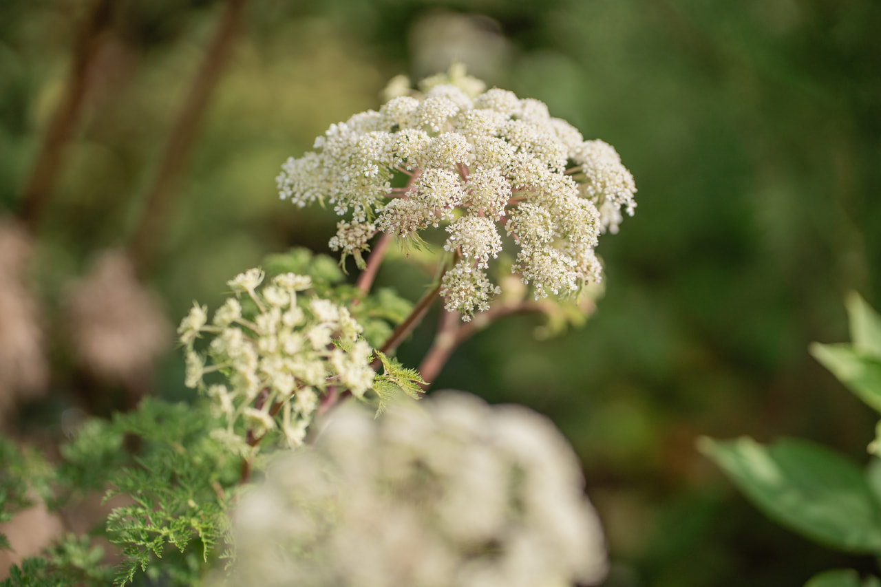 Suoputki, Loukykvět