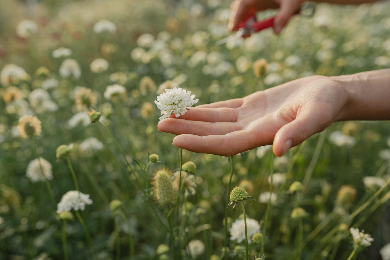 Escabiosa QIS White, Loukykvět