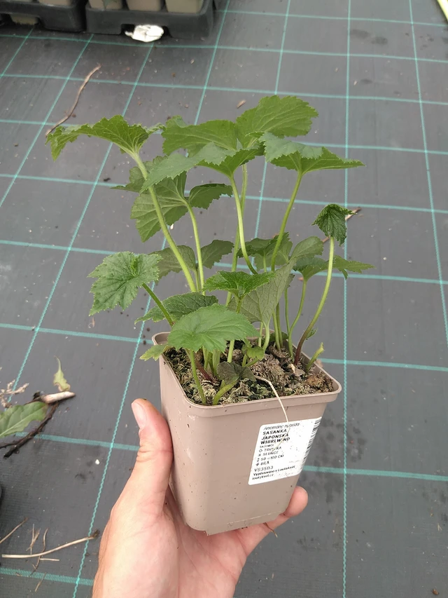 Syysvuokko Whirlwind - 21. 7. 2025