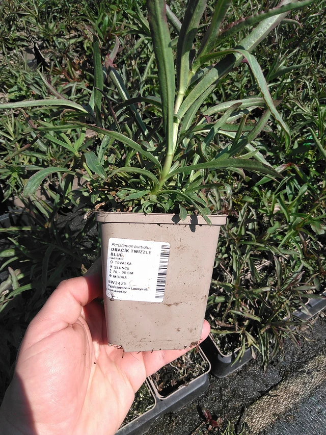 Partapipo Twizzle Blue - 13. 5. 2025