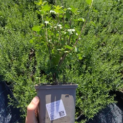 Grand plant