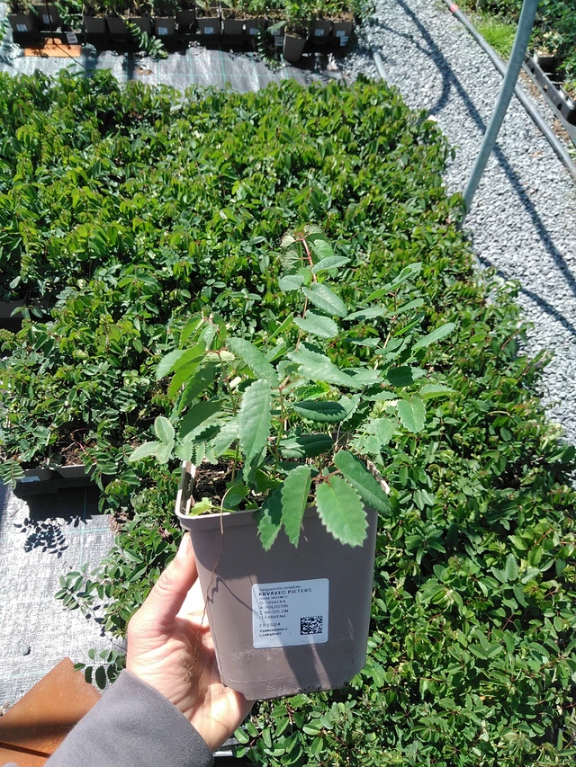 Luppio Pieters - 13. 5. 2025