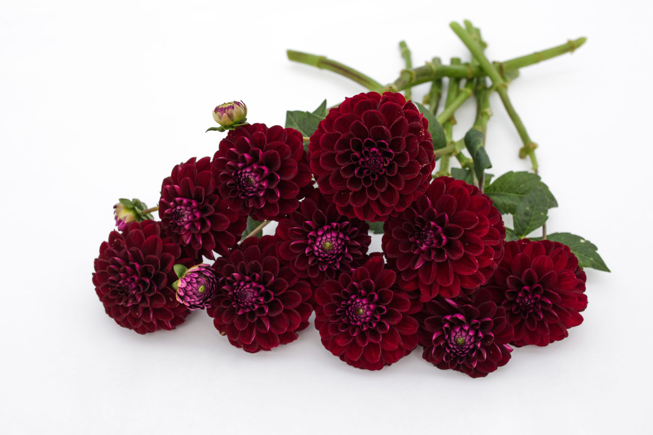 Daalia Dark Spirit, Loukykvět