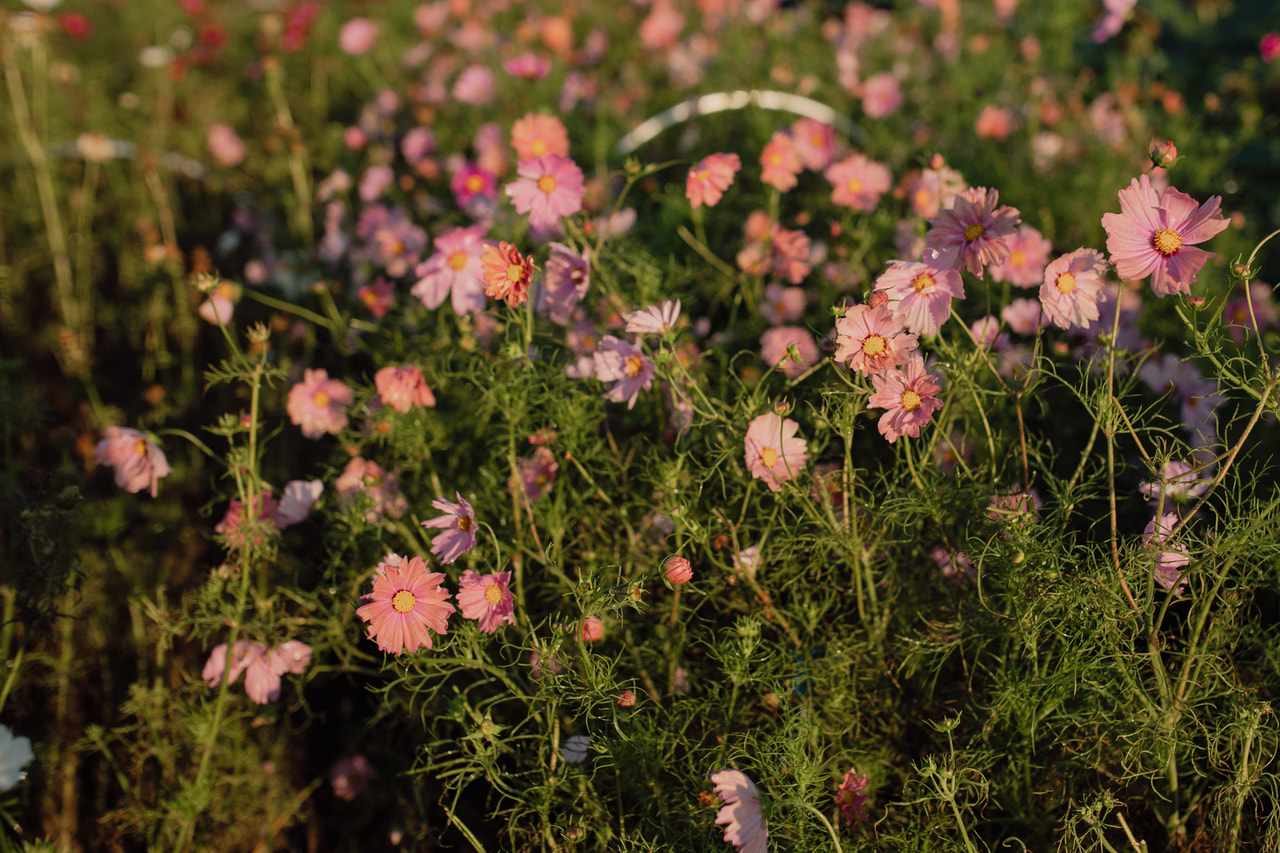 Cosmos Apricotta, Loukykvět