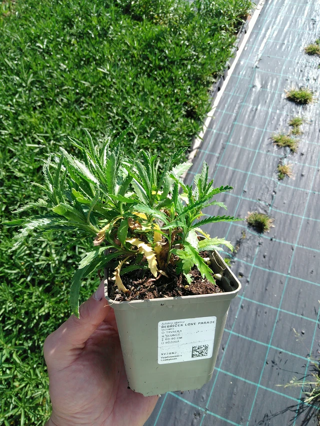 Siankärsämö Love Parade - 24. 6. 2025