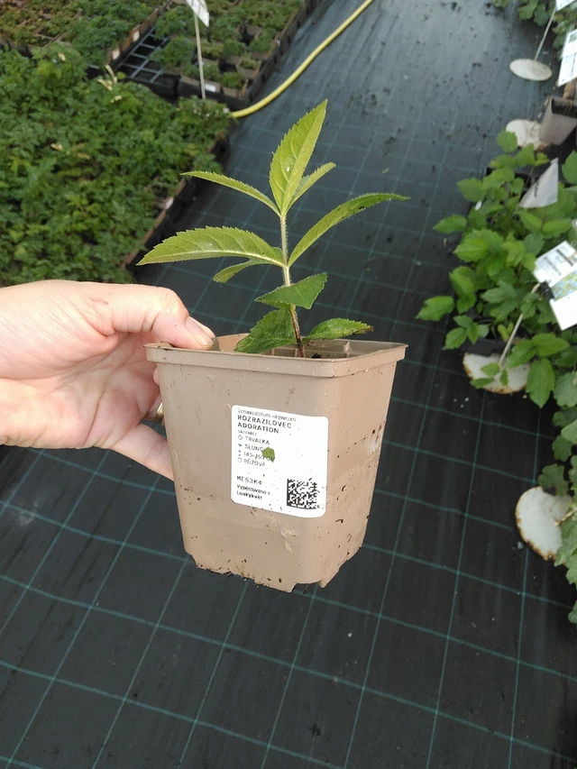 Tädykeasteri Adoration - 19. 8. 2025