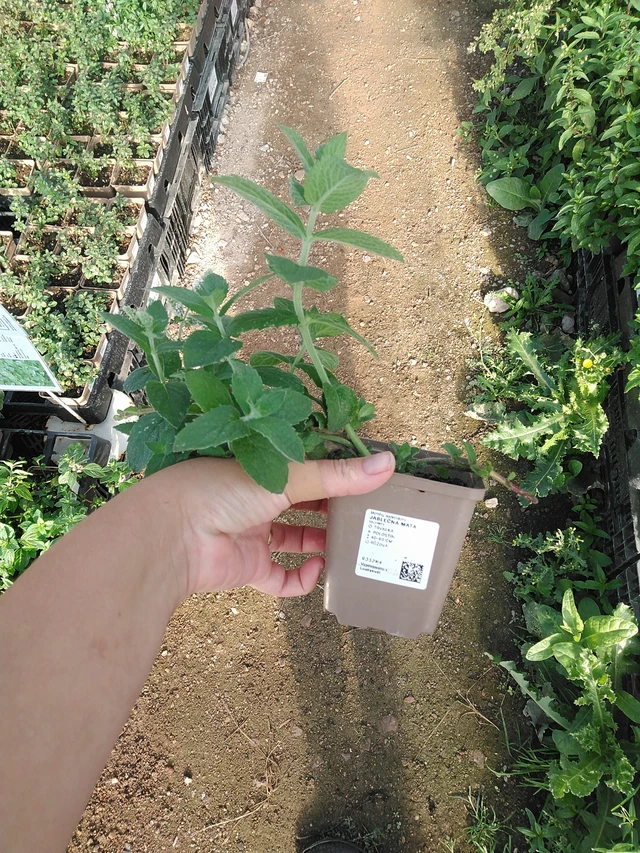 Omenaminttu - 19. 8. 2025