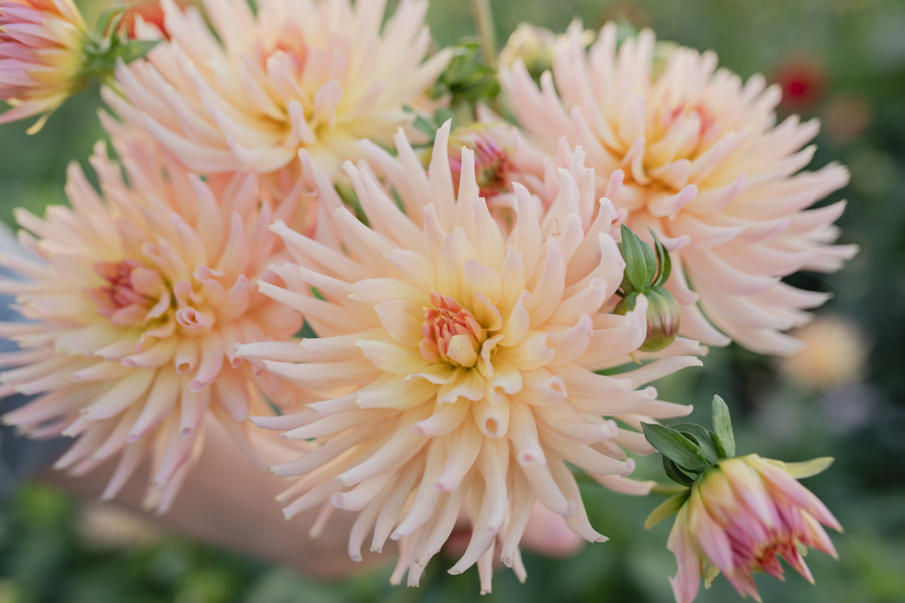 Dalia Henriette, Loukykvět