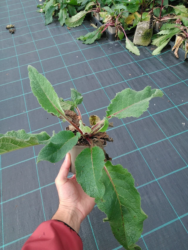 Verbascum Wedding Candles - 28. 7. 2025