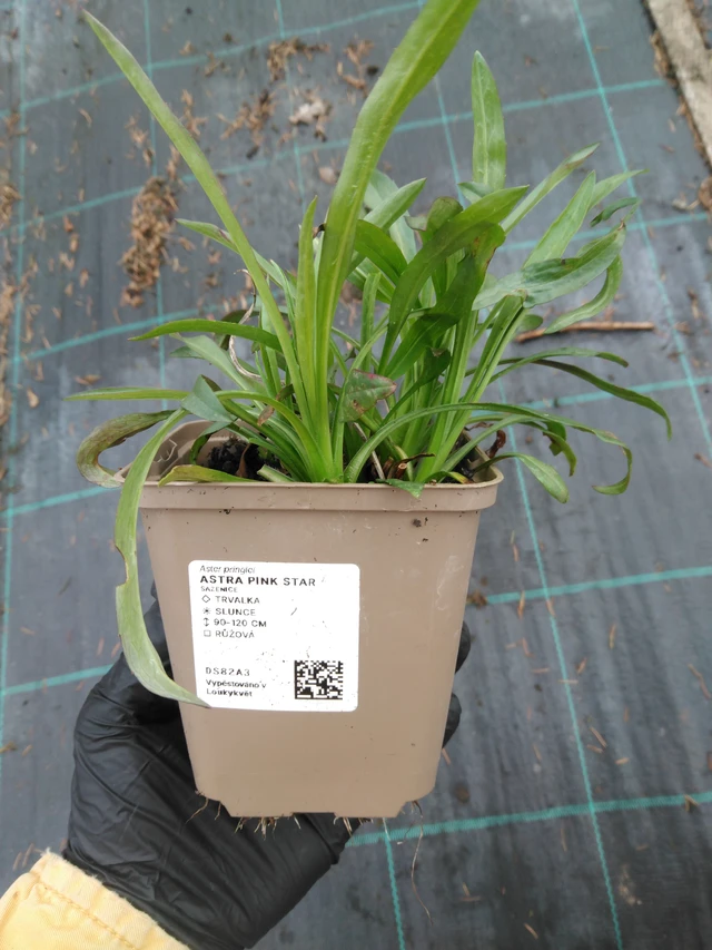 Asteri Pink Star - 1. 4. 2026