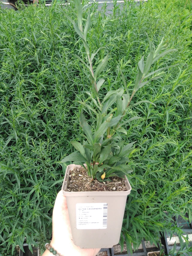 Asteri Cassandra - 2024