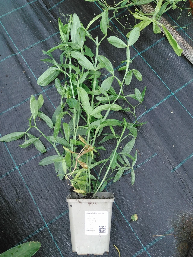 Tuoksuherne Red Pearl - 29. 7. 2025