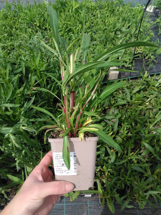 Hohdekukka Helena Red Shades - 2024