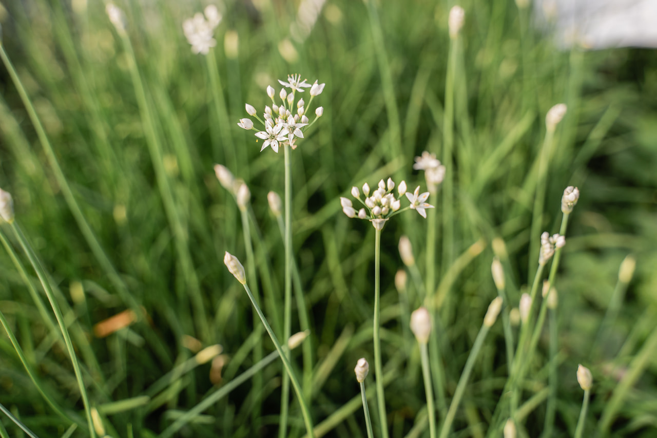 Kiinansipuli, Loukykvět
