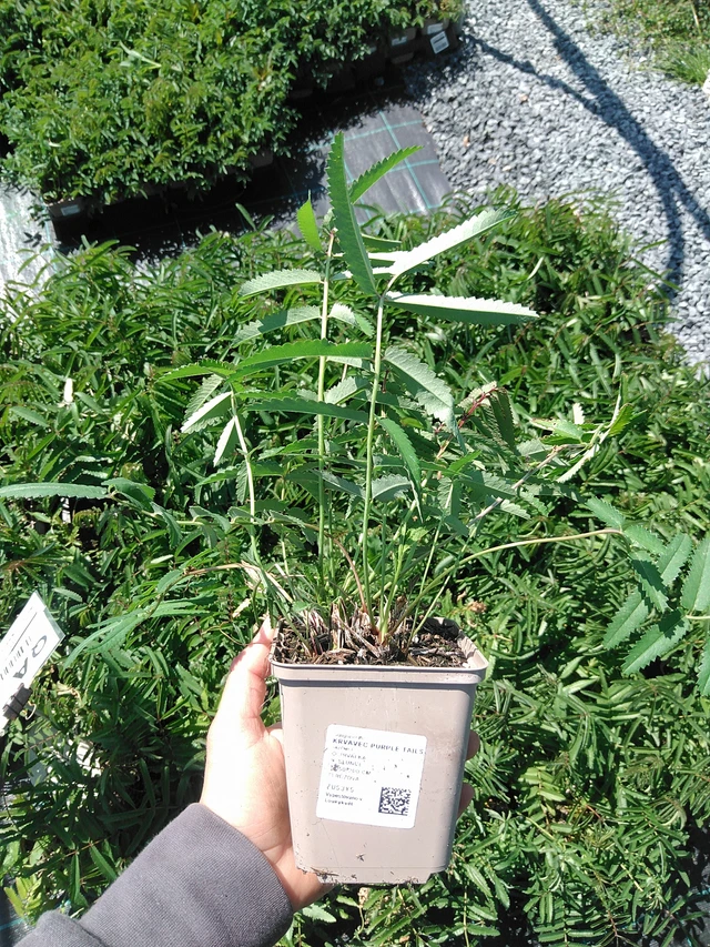 Luppio Purple Tails - 13. 5. 2025