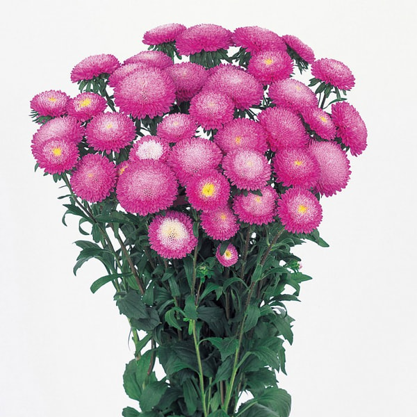 Astra Bonita Rose, Loukykvět