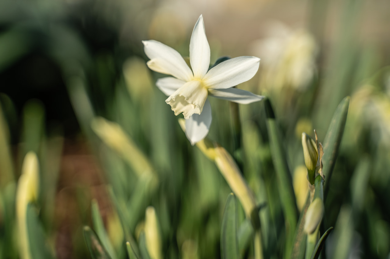 Narsissi Thalia, Loukykvět