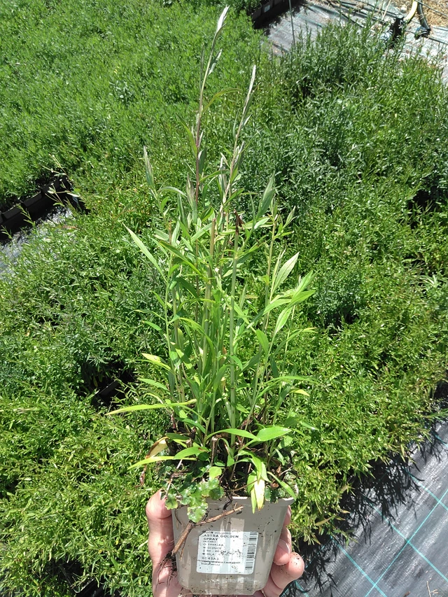 Asteri Golden Spray - 24. 6. 2025