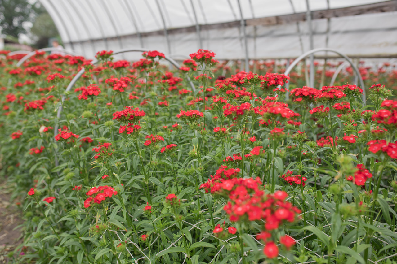 Clavel del poeta Sweet Scarlet, Loukykvět