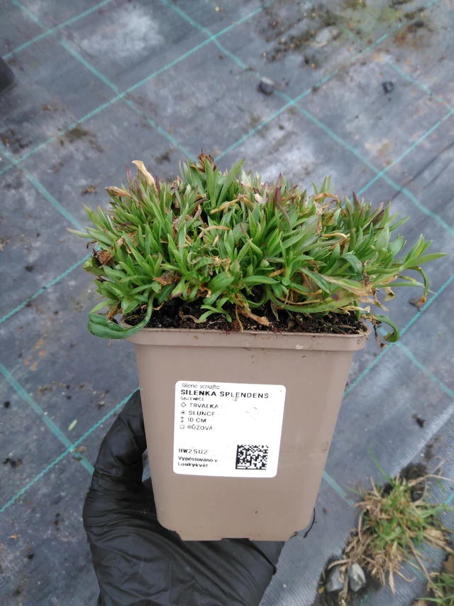 Kohokki Splendens - 1. 4. 2026