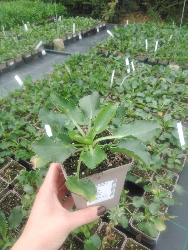 Eringio Glitter White - 2024