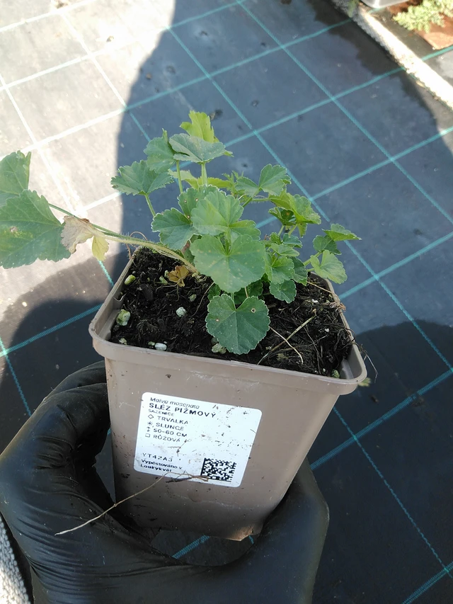 Malva moschata - 19. 8. 2025