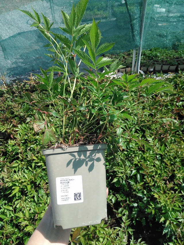 Jaloangervo Peach Blossom - 13. 5. 2025