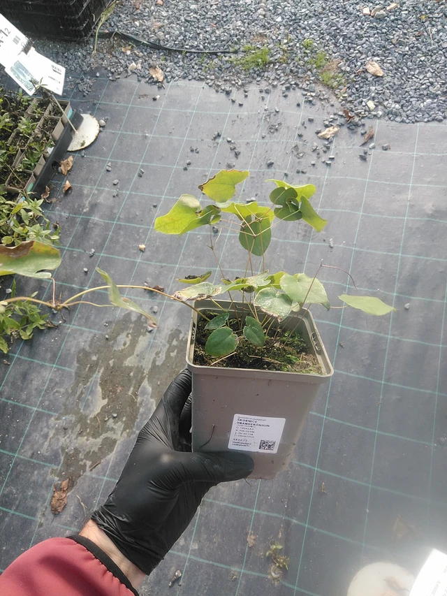 Epimedium Orangekönigin - 13. 10. 2025