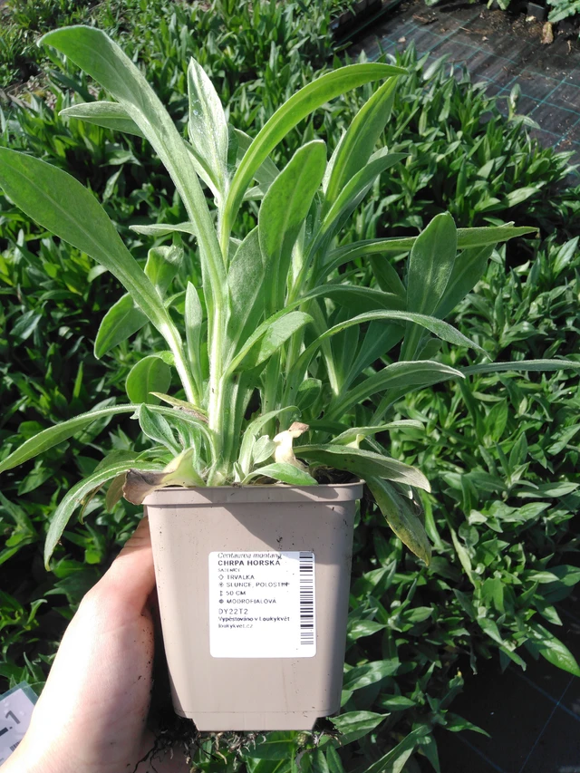 Vuorikaunokki - 2024