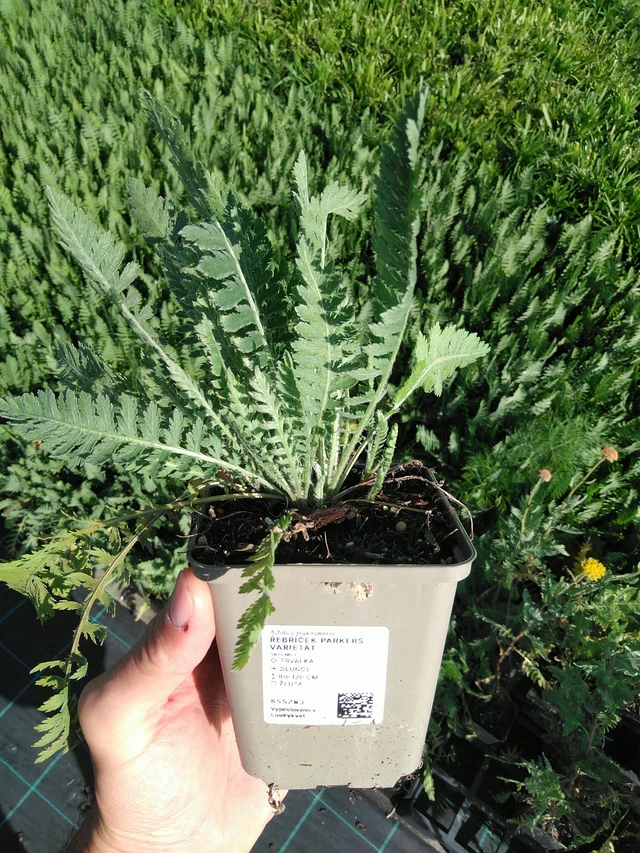 Siankärsämö Parkers Varietät - 24. 6. 2025