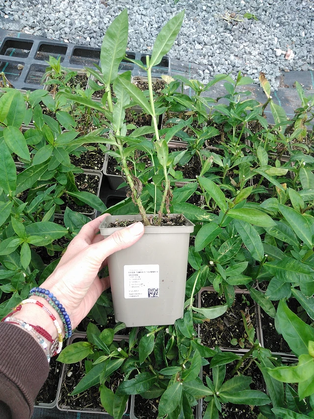 Syysleimu Sweet Summer Ocean - 9. 6. 2025