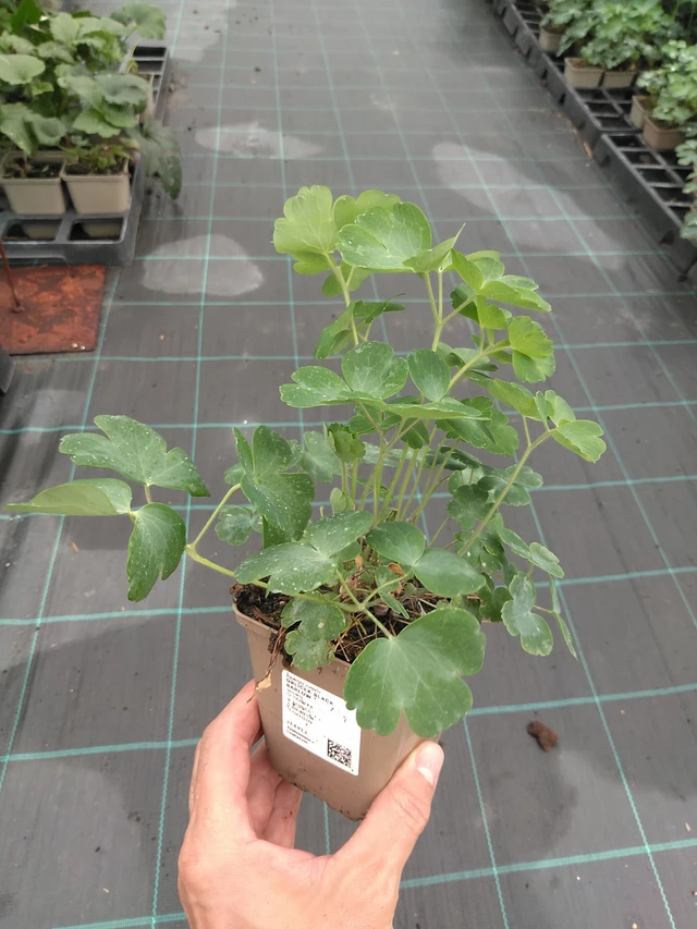 Lehtoakileija Black Barlow - 21. 7. 2025