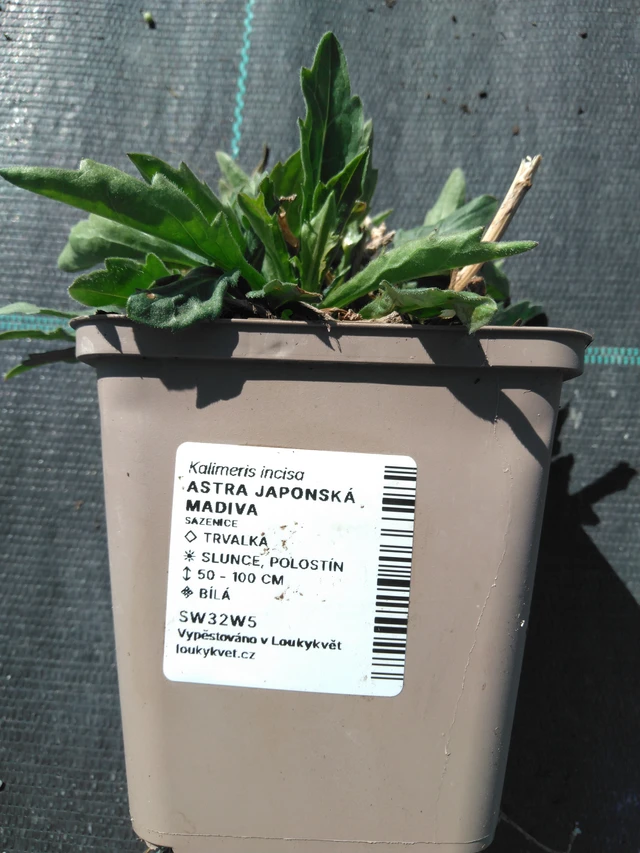 Kiinaasteri Madiva - 3. 4. 2025